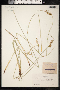 Juncus inflexus image