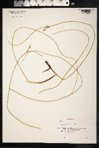 Juncus inflexus image