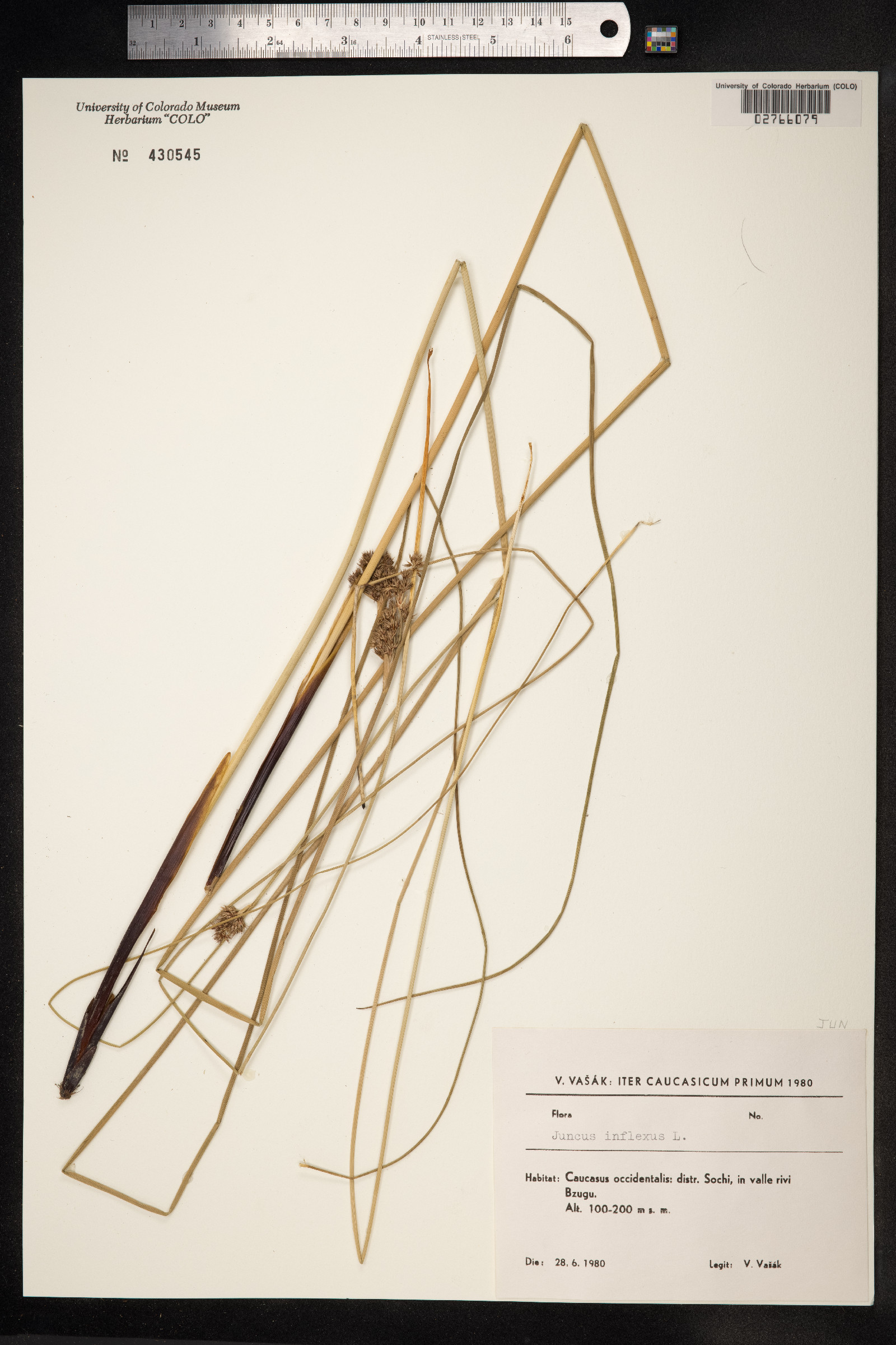 Juncus inflexus image