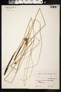 Juncus inflexus image