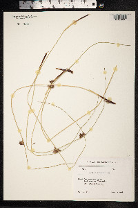 Juncus inflexus image
