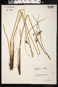 Juncus inflexus image