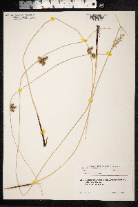 Juncus inflexus image