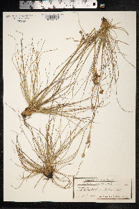 Juncus squarrosus image