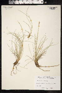 Juncus squarrosus image