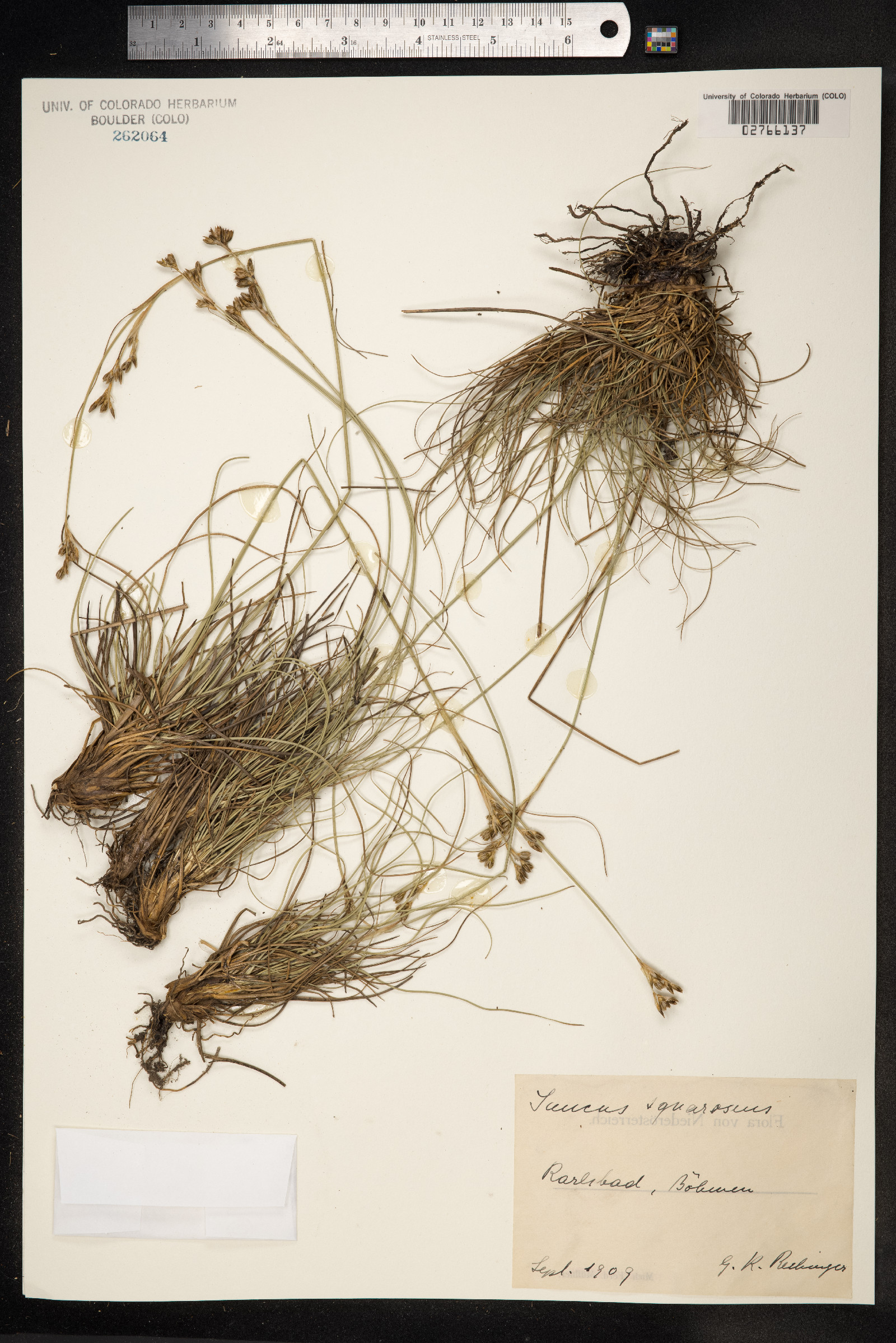Juncus squarrosus image