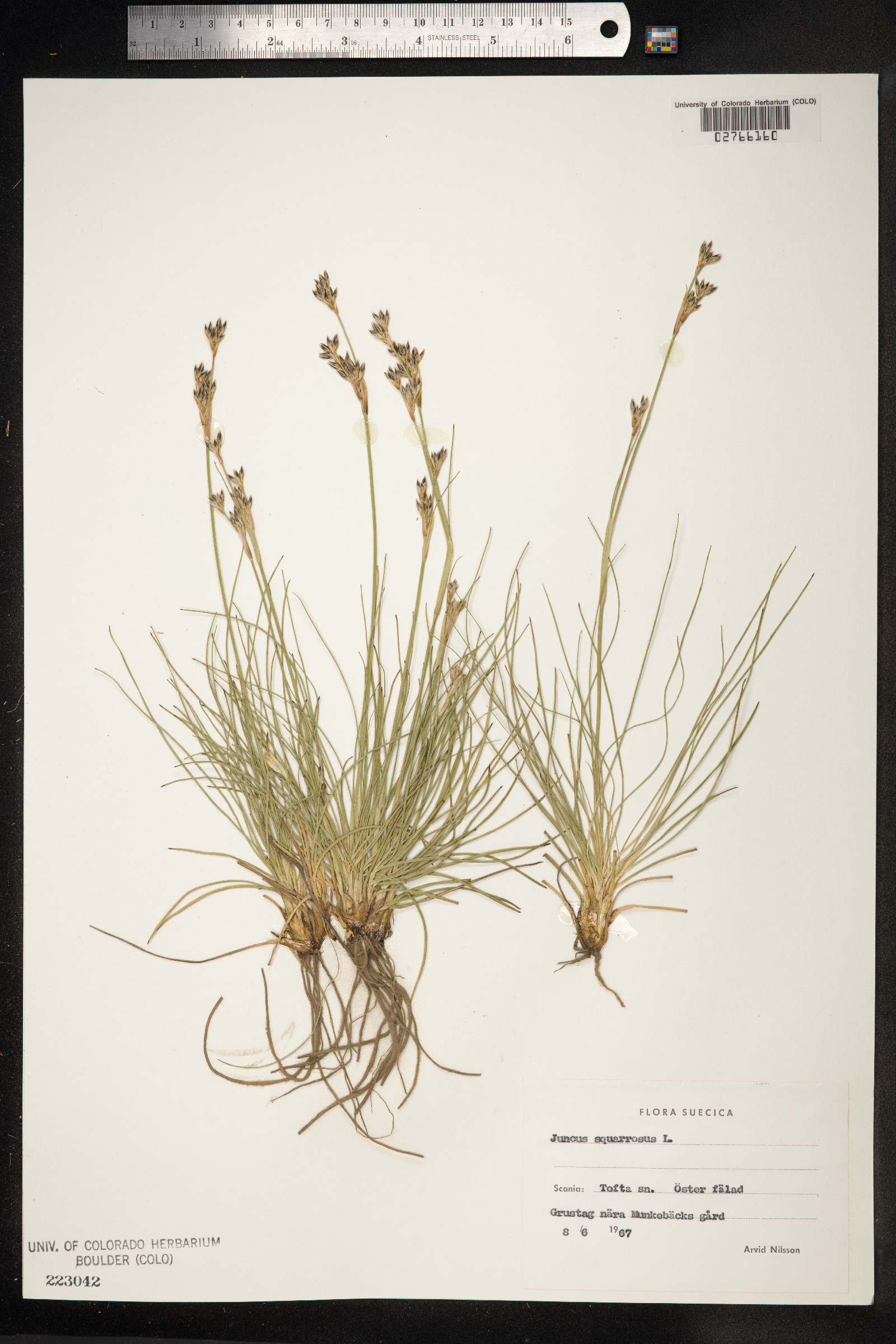 Juncus squarrosus image