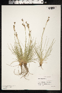 Juncus squarrosus image