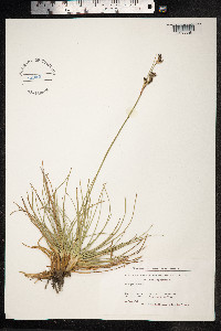 Juncus squarrosus image