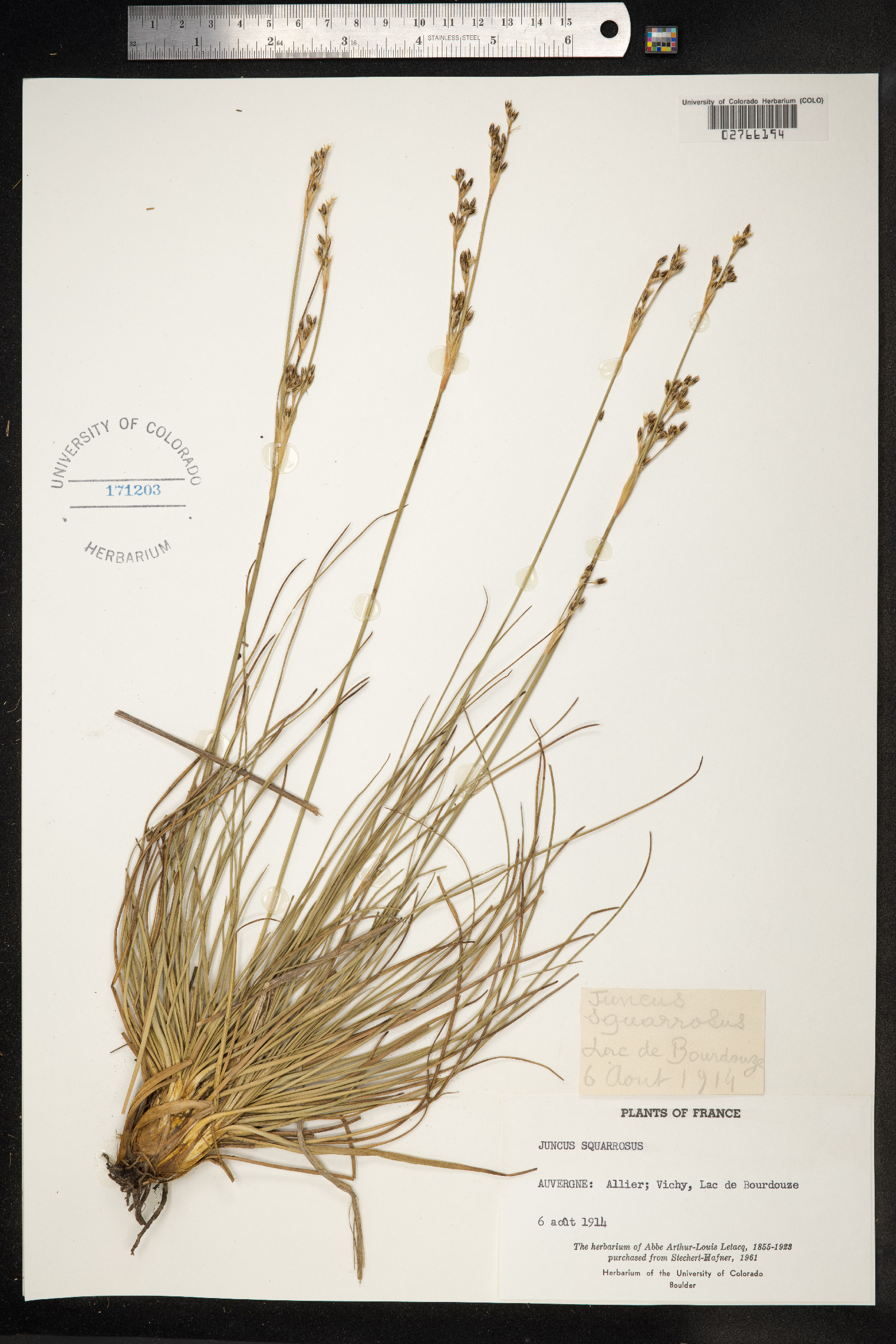 Juncus squarrosus image