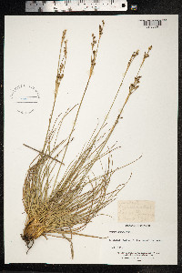 Juncus squarrosus image