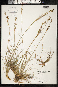 Juncus squarrosus image