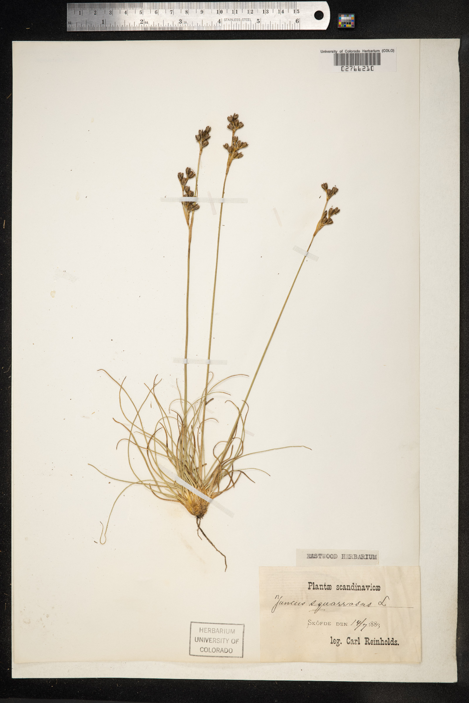 Juncus squarrosus image