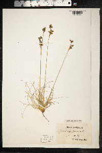 Juncus squarrosus image