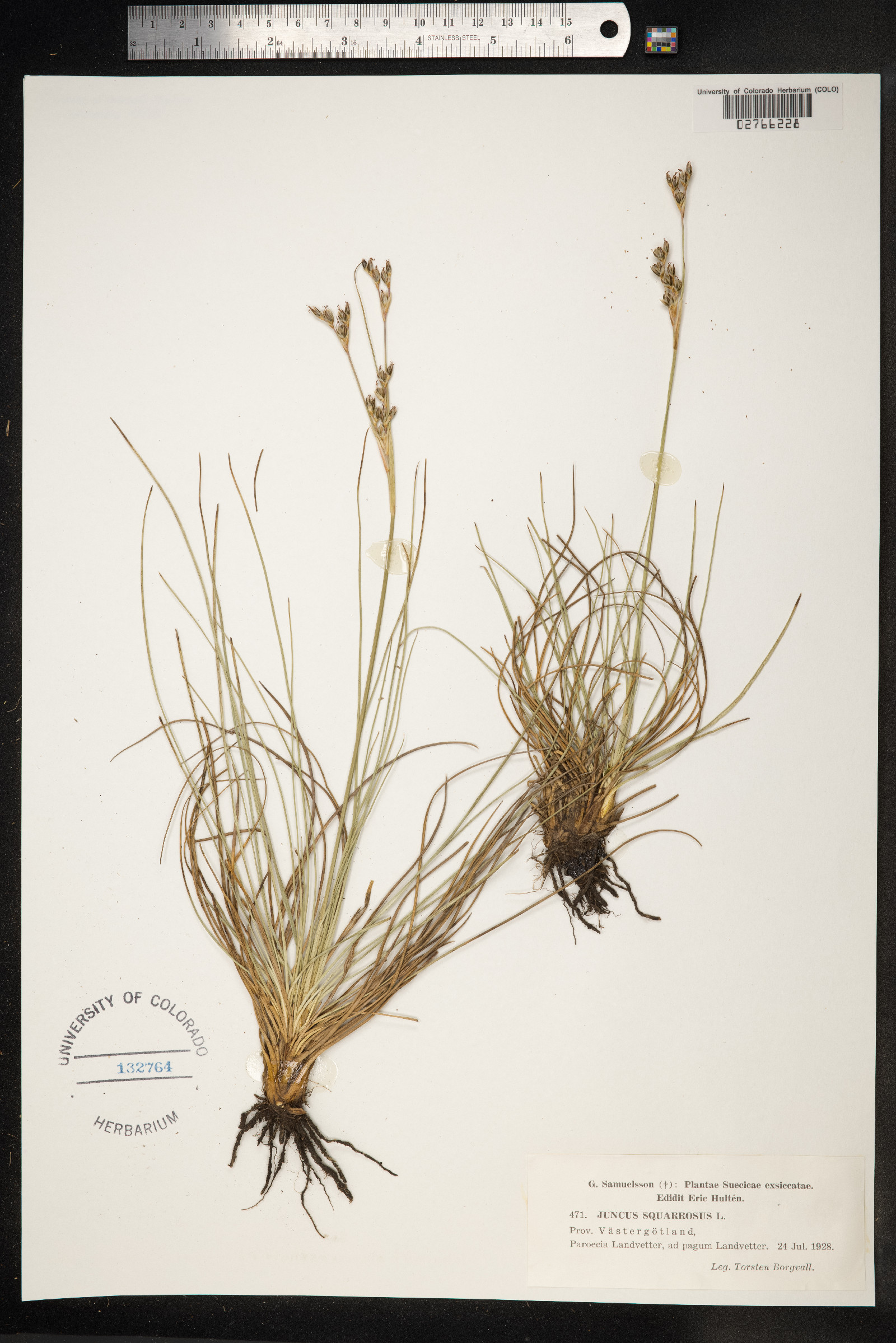 Juncus squarrosus image
