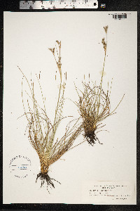 Juncus squarrosus image