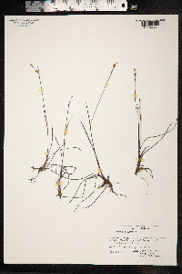 Juncus stygius image