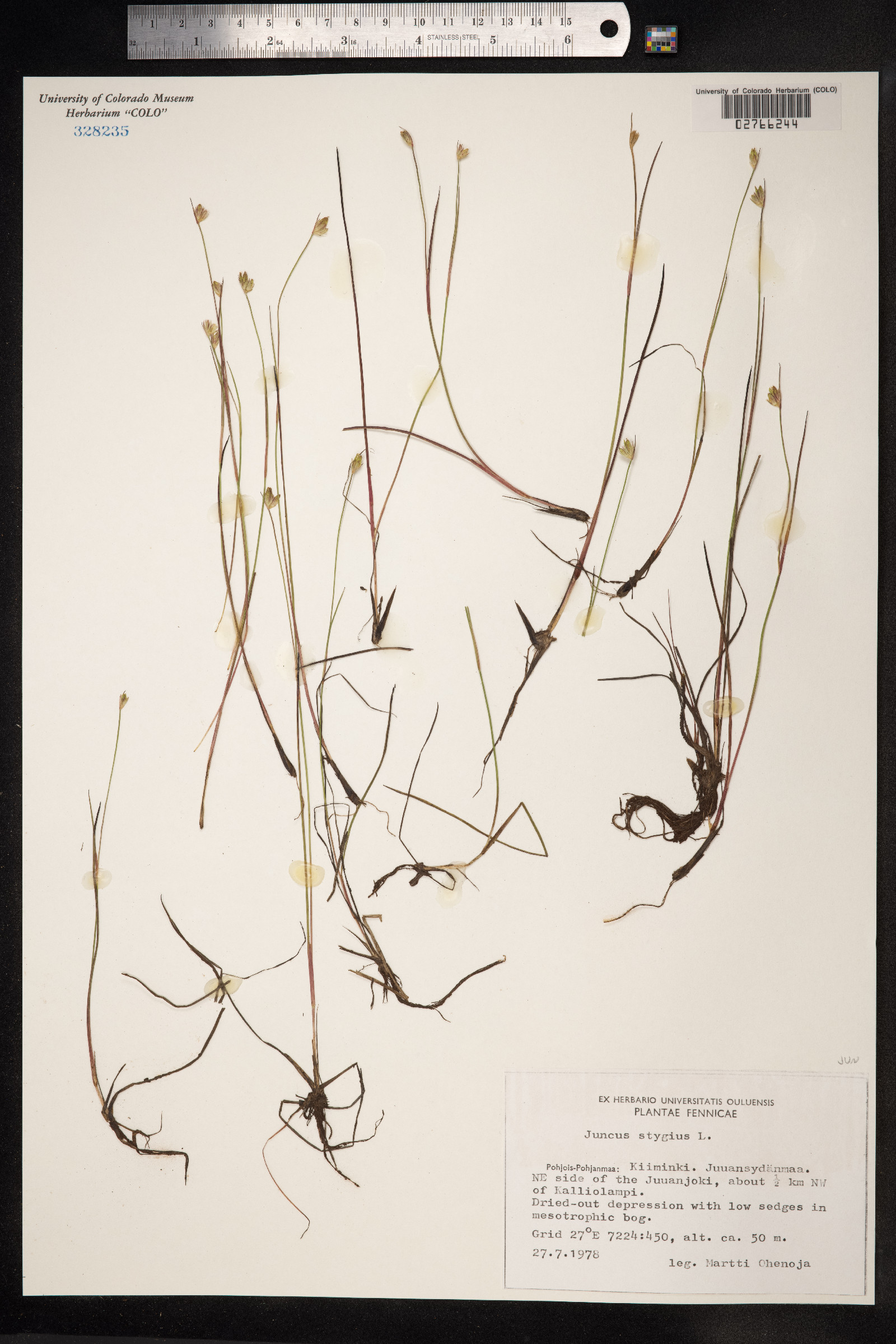 Juncus stygius image