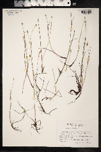 Juncus stygius image