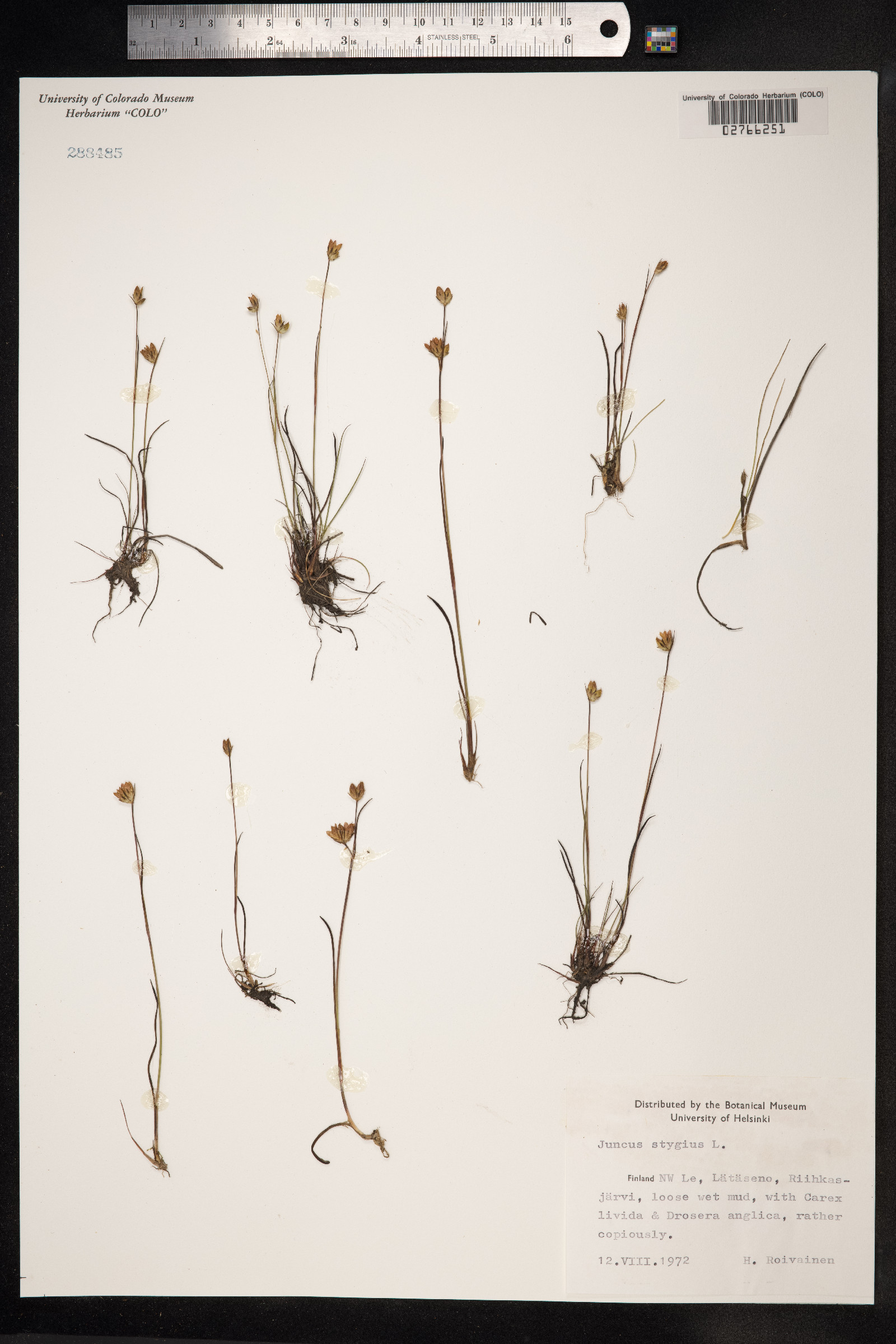 Juncus stygius image