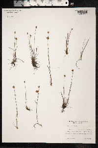Juncus stygius image