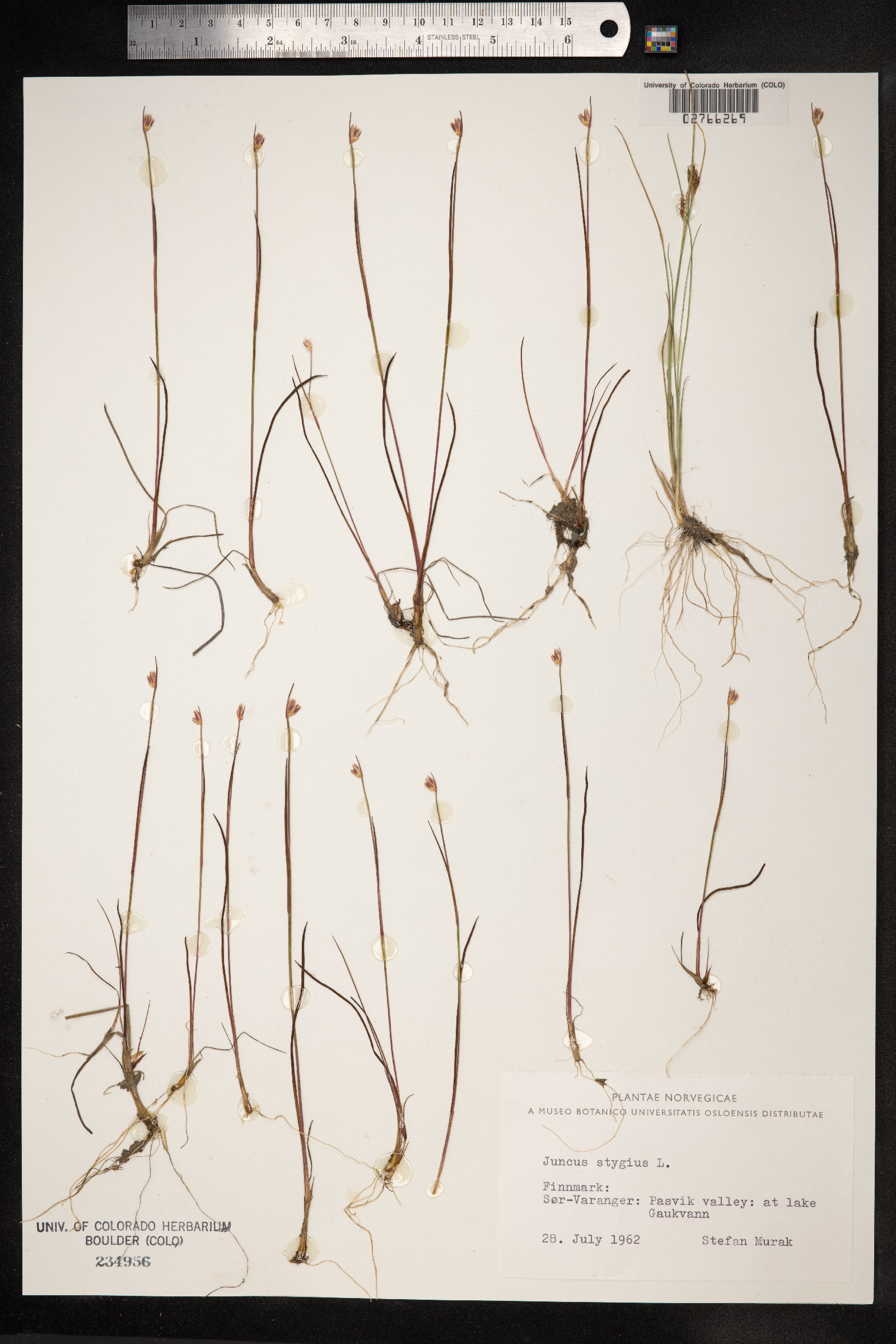 Juncus stygius image