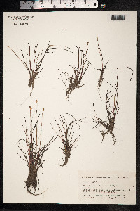 Juncus stygius image