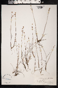 Juncus stygius image
