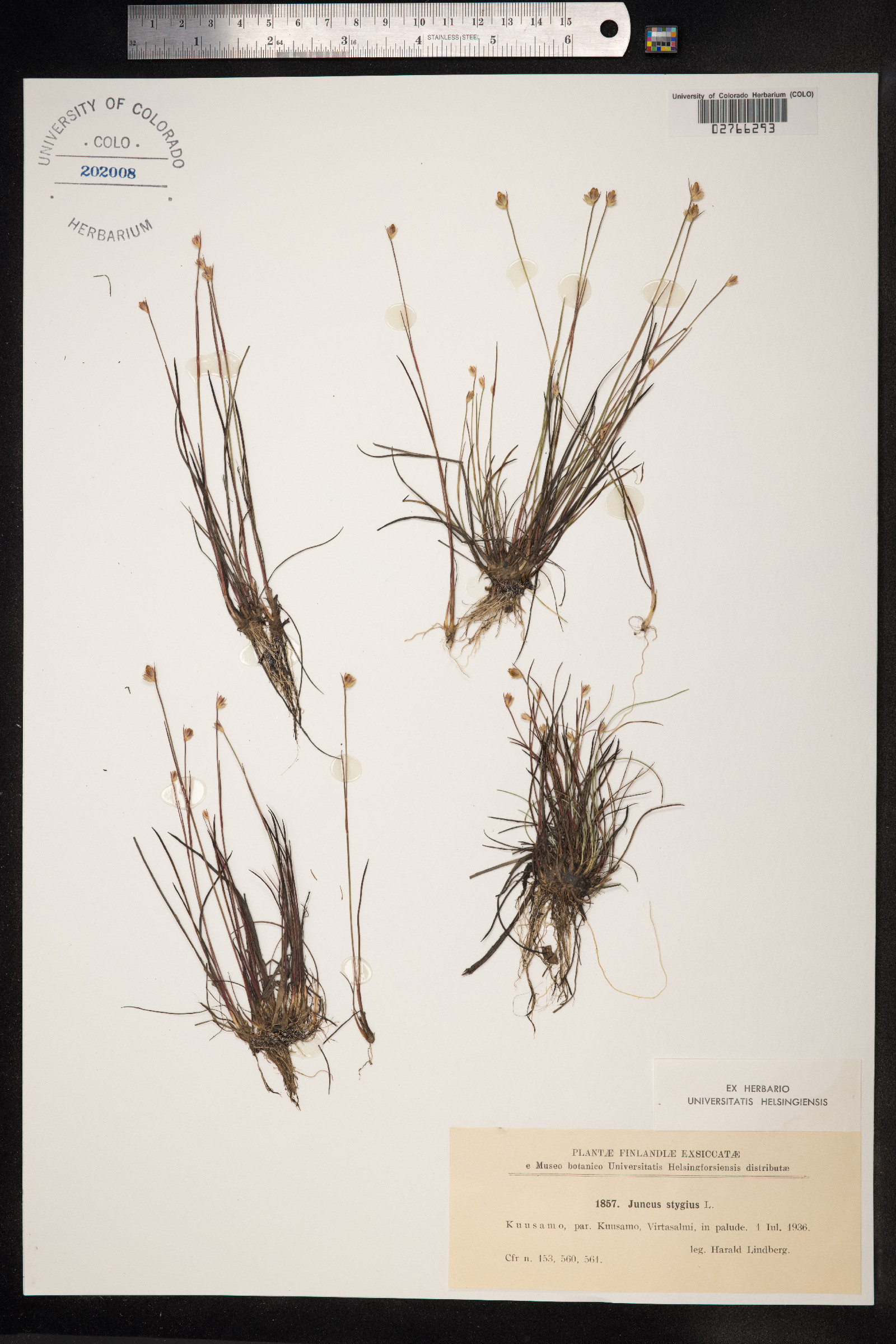 Juncus stygius image