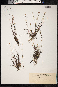 Juncus stygius image