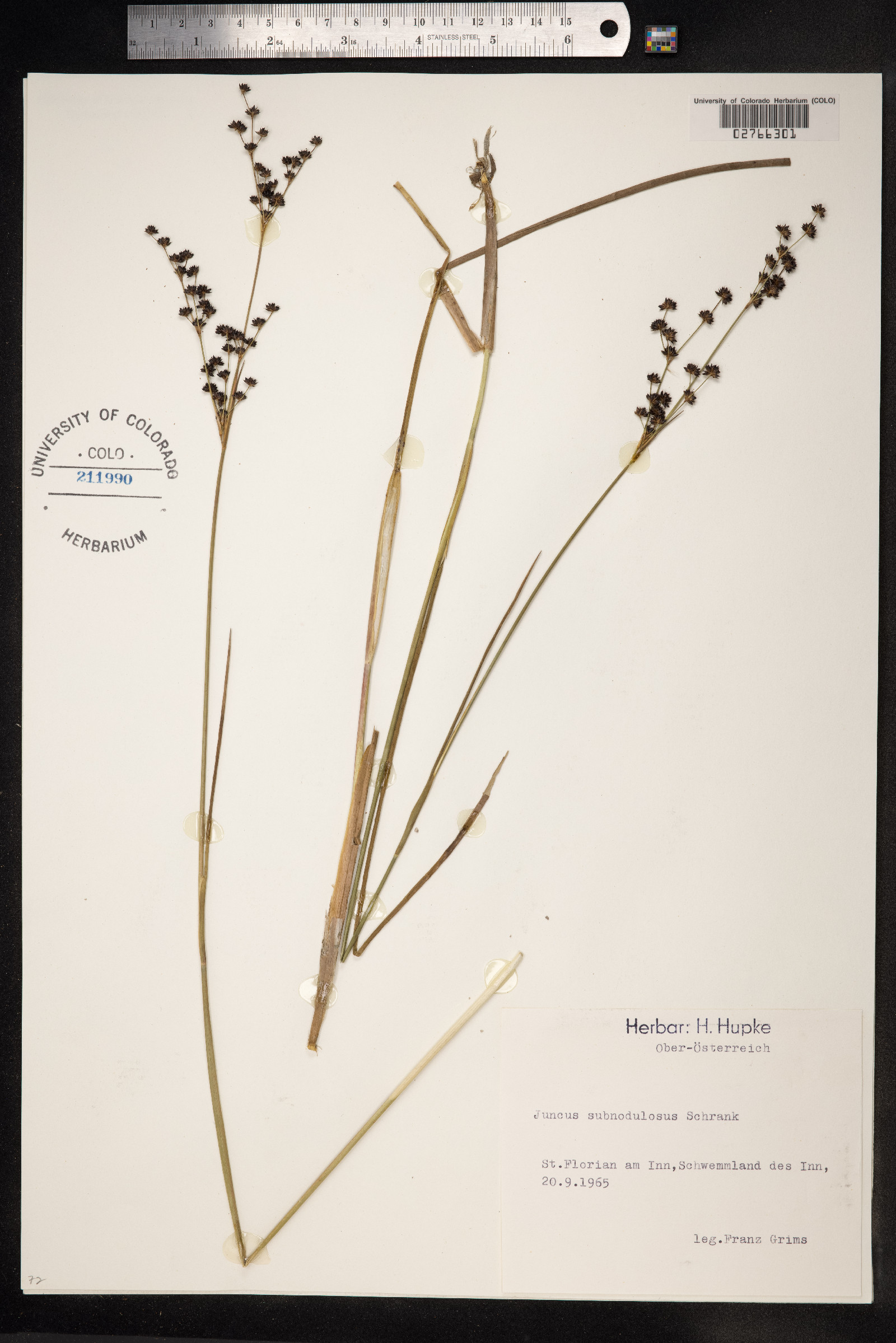 Juncus subnodulosus image