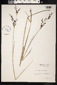 Juncus subnodulosus image