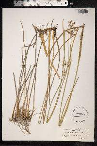 Juncus subnodulosus image