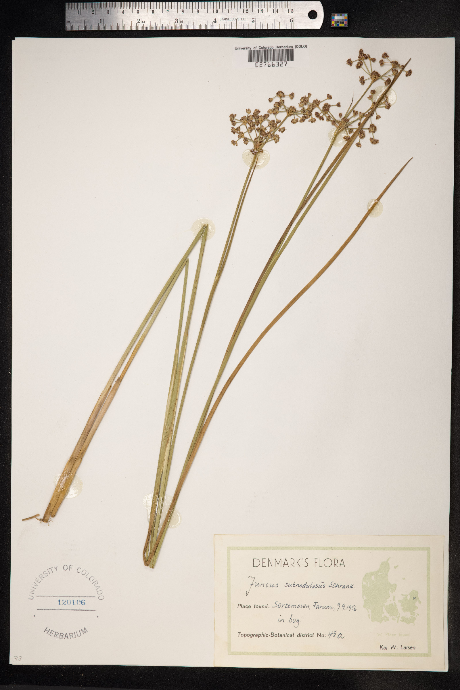 Juncus subnodulosus image