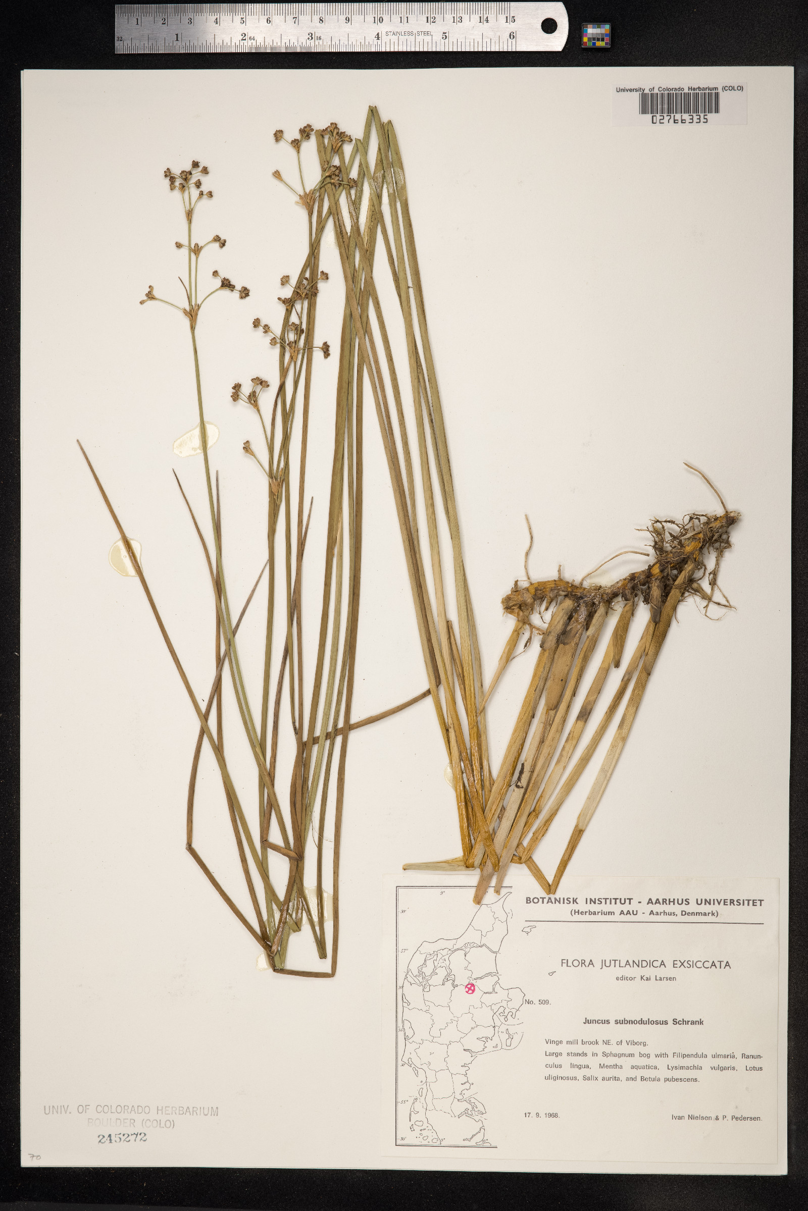 Juncus subnodulosus image