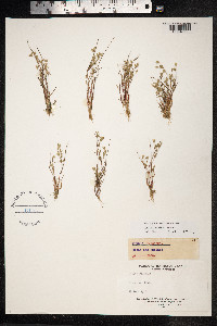 Juncus bulbosus image