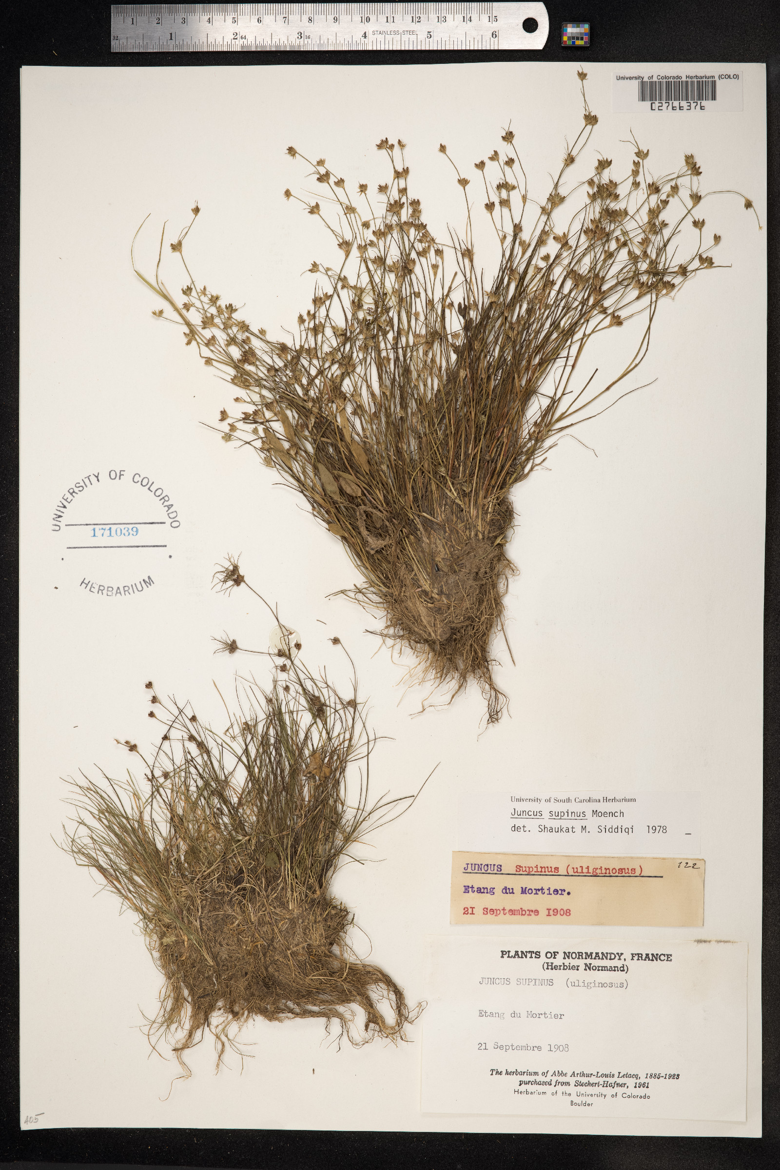 Juncus bulbosus image