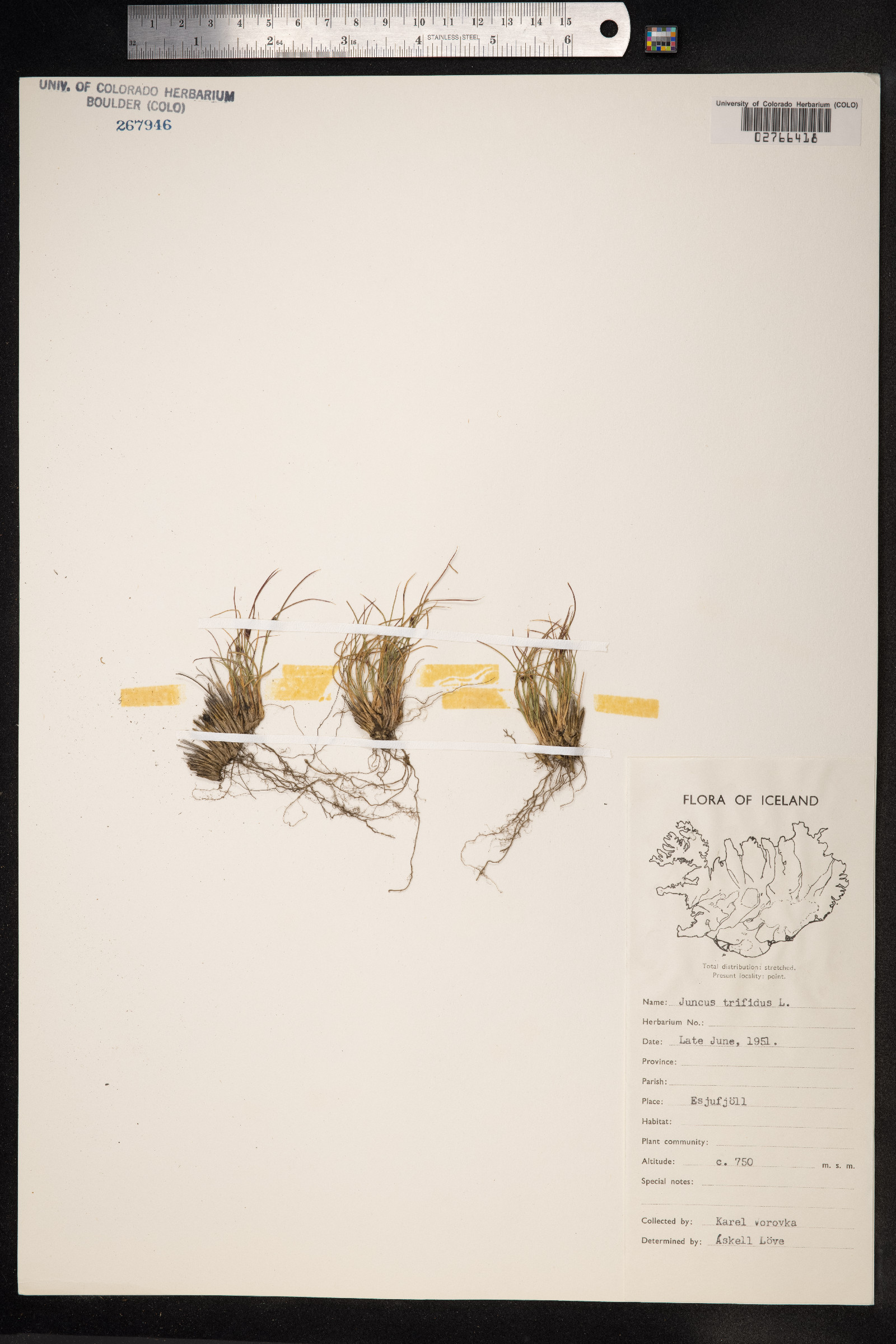 Juncus trifidus image