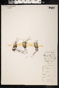 Juncus trifidus image