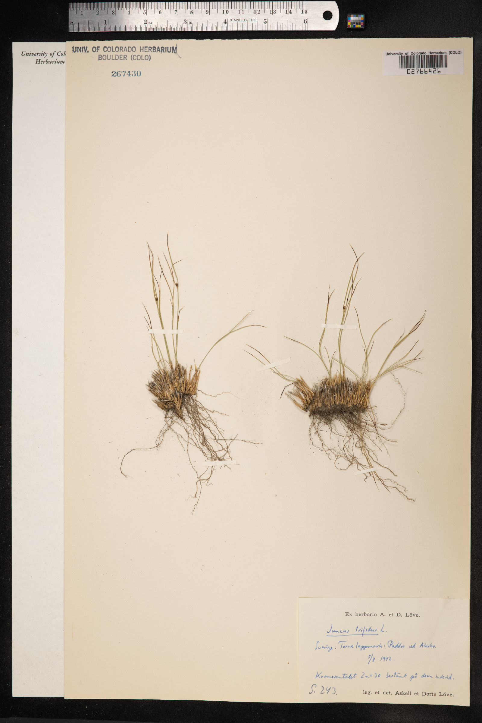 Juncus trifidus image