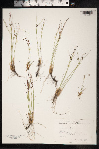 Juncus trifidus image