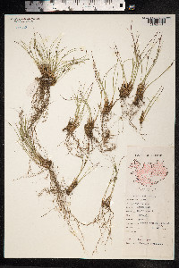 Juncus trifidus image