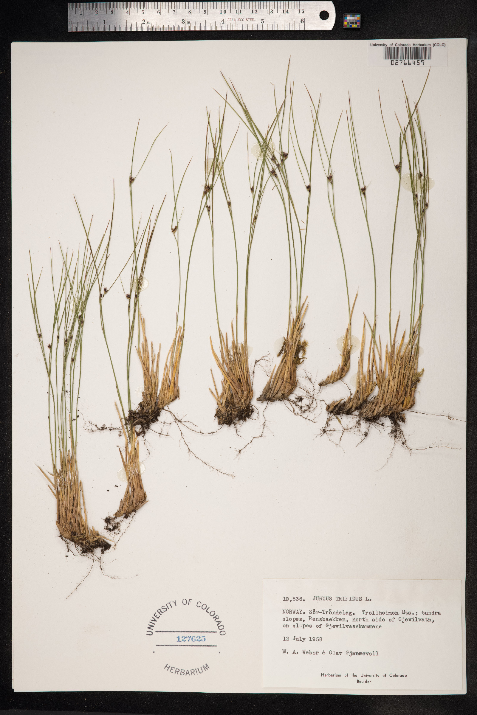 Juncus trifidus image
