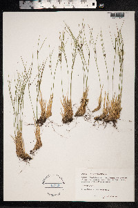 Juncus trifidus image