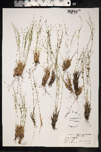 Juncus trifidus image