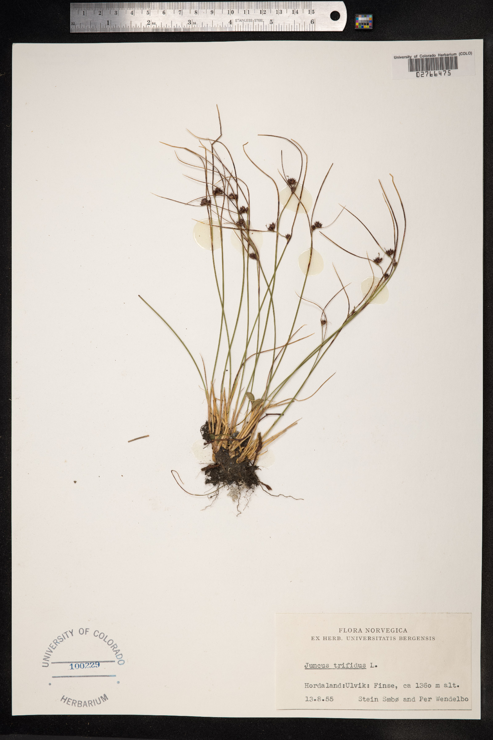 Juncus trifidus image