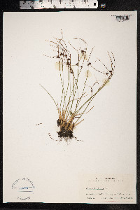 Juncus trifidus image