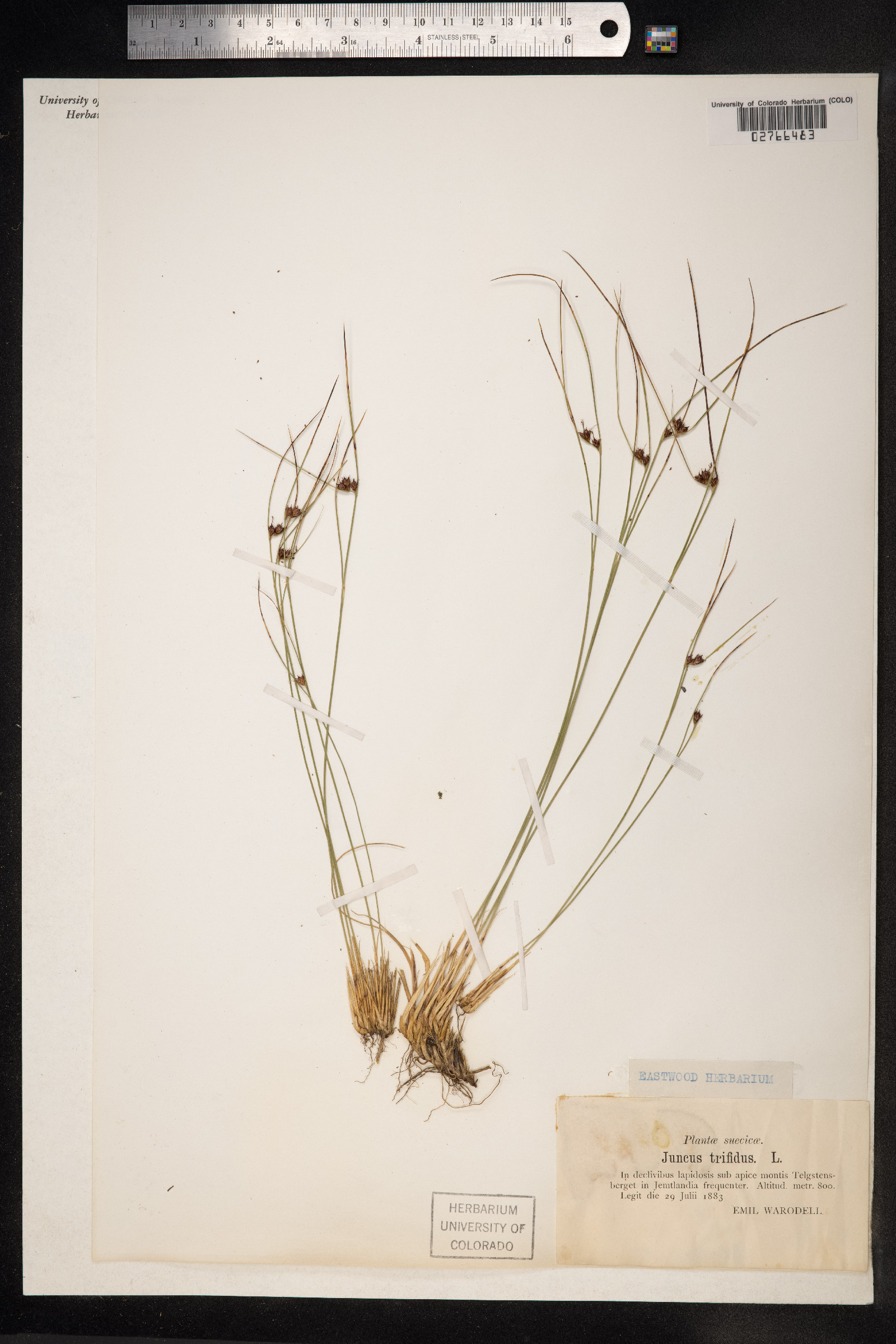 Juncus trifidus image