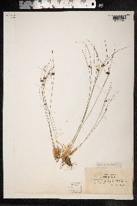 Juncus trifidus image