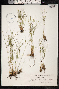 Juncus trifidus image